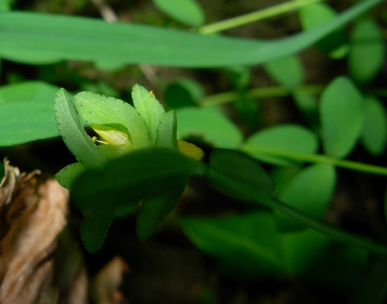 Hypericum humifusum  / Erba di S. Giovanni prostrata